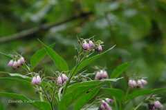 Symphytum officinale